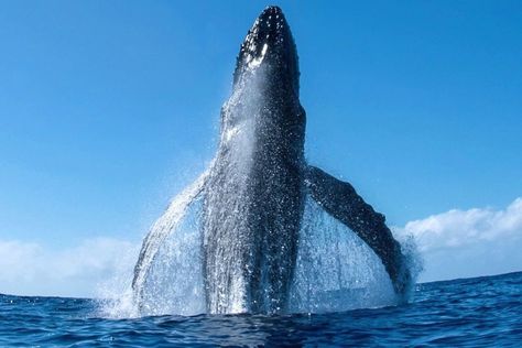 Clark Little was following and photographing some Galapagos sharks while freediving off Oahu, Hawaii, earlier this month when he suddenly heard the high-pitched singing of a humpback whale. "This beautiful humpback whale swam underneath me and I thought it was coming up for air when I realized it had too much speed and the unimaginable happened," the award-winning photographer from Haleiwa, Hawaii, wrote on Facebook. Humpback Whale Videos, Whale Video, Galapagos Shark, Coming Up For Air, Vines Funny, Cliff Diving, Base Jumping, Eastern Cape, Pose References