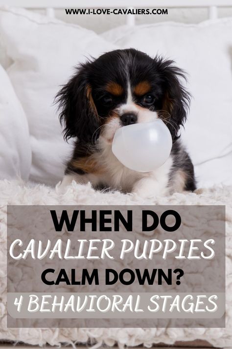 Puppy Cavalier, Cavalier King Charles Spaniel Training, Ruby Cavalier King Charles Spaniel, King Cavalier Spaniel Puppy, King Charles Cocker Spaniel, Hyperactive Dog, Cavalier King Charles Spaniel Blenheim, Whelping Puppies, Hyper Dog