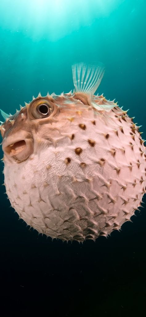 Puffer Fish Art, Most Dangerous Animals, Balloon Fish, Petit Tattoo, Sea Life Art, Salt Water Fish, Deep Sea Creatures, Dangerous Animals, Beautiful Sea Creatures