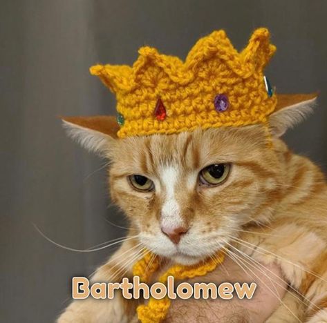 Cat Crown, Crochet Cat Hat, Crocheted Cat, Cat Fashion, Cat Photography, Fun Crochet Projects, Cat Hat, Cat Aesthetic, Pet Costumes