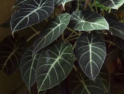 Alocasia Reginula Black Velvet Care, Propagation-All You Need To Know Velvet Alocasia, Alocasia Black Velvet, Buy Plants Online, Gothic Garden, Inside Plants, Office Plants, Plant Cuttings, Diy Planters, Planter Pots Indoor