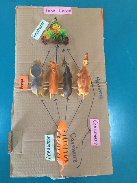 Food chain model Animal Food Chain Project, Food Chain Activities For Kids, Food Chains Activities, Food Chain Model Project, Food Chain Project For Kids, Food Chain Project, Biology Models, Science Food Chains, Food Chain Activities