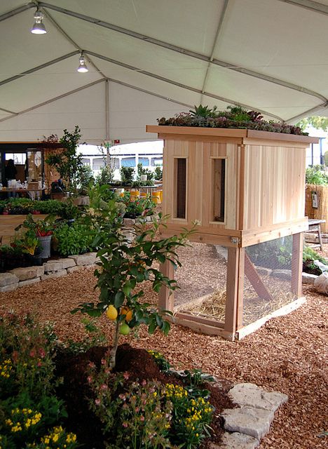 modern cabana chicken coop by Studio Choo, via Flickr Chicken Coop Ideas, Easy Chicken Coop, Coop Ideas, Coop Design, Chicken Coop Designs, Keeping Chickens, Building A Chicken Coop, Diy Chicken Coop, Chicken Diy