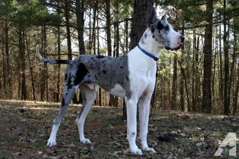 mantle merle great dane Blue Merle Great Dane, Mantle Great Dane, Merle Great Danes, Dream Future, Great Danes, German Shorthair, Great Dane Dogs, Really Cute Dogs, Blue Merle