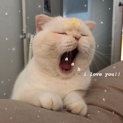 I love you,you,you Cat Yawning, I Love You, Love You, I Love, White