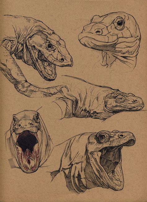 Komodo Dragon, Animal Study, Scientific Illustration, Anatomy Drawing, Komodo, Prehistoric Animals, Animal Sketches, Arte Animal, Dragon Art