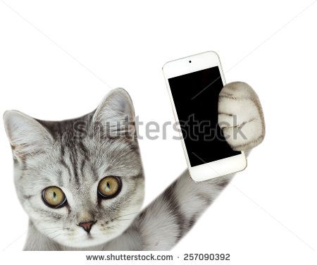 cat holding mobile phone Cat Holding Phone, Holding Phone Reference, Phone Reference, Holding Phone, Cat Phone, Food Advertising, Cat Photo, Hold On, Mobile Phone