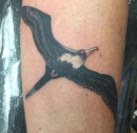 Diving Bird Tattoo, Nautical Bird Tattoo, Frigate Bird Tattoo, Pirate Parrot Tattoo, Frigate Bird Art, Forearm Tattoo, Birds Tattoo, Sea Birds, Monkeys