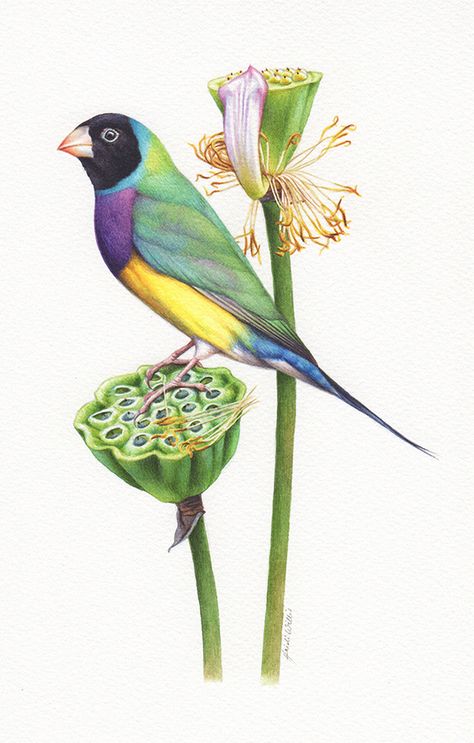 Finch Illustration, Gouldian Finch, Lotus Flower Pictures, Hummingbird Art, Finches, Australian Birds, Bird Pictures, Color Pencil Art, Bird Drawings