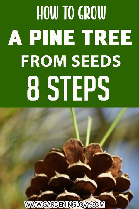 Growing A Pine Tree From A Pinecone, How To Grow A Plant From A Pine Cone, Plant Pine Cones, Grow A Pinecone, How To Grow Pine Cones, Grow Pine Tree From Pine Cone, Planting A Pine Cone, How To Grow Trees From Seeds, Grow Pinecone