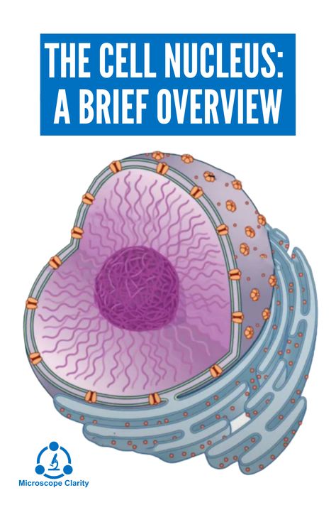 The nucleus is a crucial organelle that functions as the control center or ‘leader’ of the cell. The nucleus performs two critical functions; it stores the organism’s instruction manual in the form of DNA and regulates all the cell’s activities including growth, reproduction, communication, gene expression and protein synthesis. Cell Nucleus, S Activities, Bible Words Images, Biology Lessons, Control Center, Gene Expression, Protein Synthesis, Living Things, Bible Words