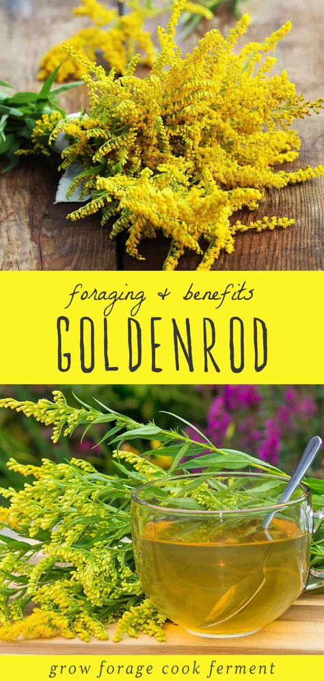 Start summer foraging off right with the sunny goldenrod flower. Not only is it a staple in edible wild plant identification, but it boasts impressive goldenrod benefits. You can crafty natural remedies like goldenrod tincture and tea with medicinal flower is both a treat for the eyes and healing herb for health. Benefits Of Goldenrod, How To Make Goldenrod Tincture, Golden Rod Tea, Goldenrod Medicinal Uses, Goldenrod Jelly Recipe, Goldenrod Tincture Benefits, Goldenrod Tincture Recipe, Golden Rod Uses, Golden Rod Benefits