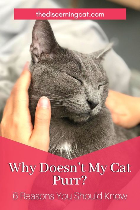 Why Doesn't My Cat Purr? There are several reasons that your cat might not be purring - and things you can do to encourage this lovely sound. Find out what they are in my post Cat Biting, Cat Purr, Cat Hacks, Cat Behavior, Cat Facts, Cat Grooming, Cat Care, Cat Owners, All About Cats