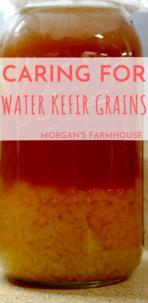 Water Kefir How To Make, Water Kefir Recipes, Jun Tea, Ancestral Eating, Kefir Water, Fermented Beverages, Water Kefir Grains, Fermented Drinks, Cultured Food