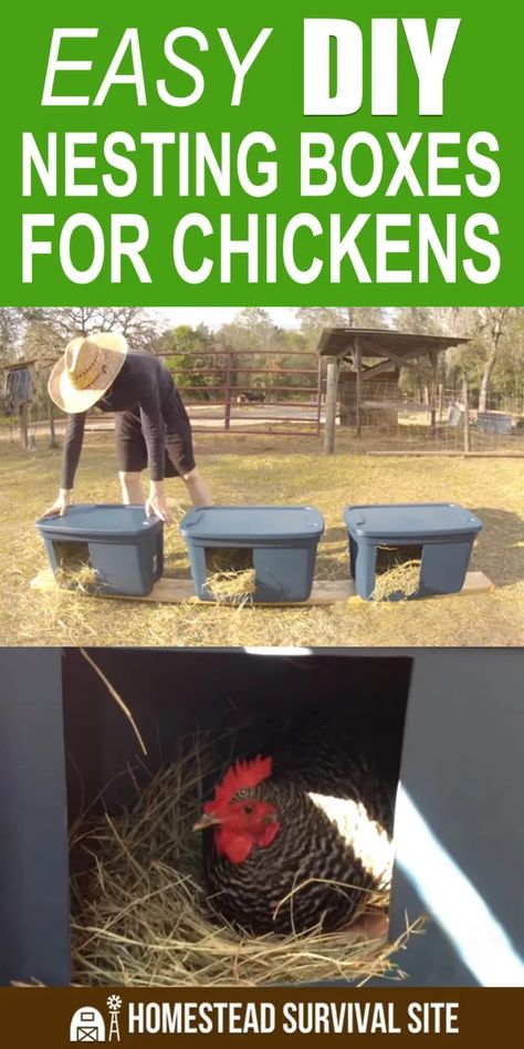 Diy Nesting Boxes For Chickens, Diy Nesting Boxes, Building Chicken Coop, Nesting Boxes For Chickens, Easy Diy Chicken Coop, Cheap Chicken Coops, Raising Turkeys, Easy Chicken Coop, Chicken Care