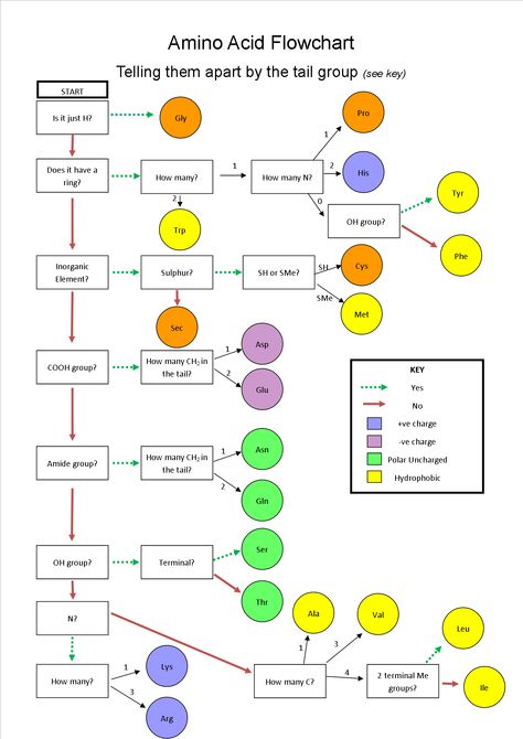 I've made a flowchart to help me tell amino acids apart (until I know them a bit better, that is!) - Imgur Amino Acids Notes, Organic Chemistry Notes, Medical Inspiration, Biochemistry Notes, Cell Metabolism, Chemistry Basics, Mcat Study, Notes Creative, Study Chemistry