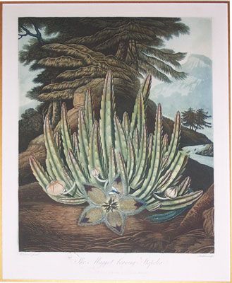 The Maggot-Bearing Stapelia Engraved in aquatint, stipple and line by Stadler from the painting by Henderson. Illustration Kunst, African Plants, John Thornton, Socotra, Art And Illustration, Plant Art, Star Flower, The Temple, Antique Prints