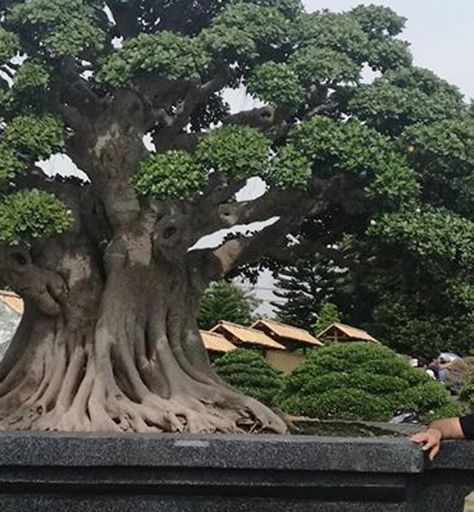 The World’s Largest Bonsai? | Bonsai Bark Big Bonsai Tree, Large Bonsai Tree, Bonsai Forest, Weird Trees, Japanese Garden Design, Large Tree, Bonsai Art, Old Trees, Ancient Tree