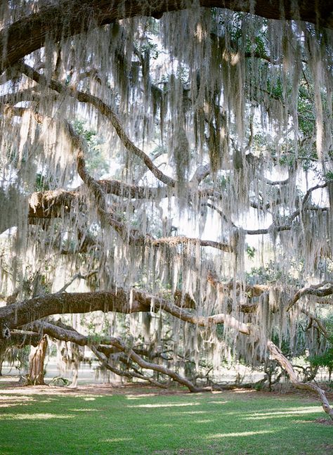 Spanish Moss... stunning!   <3<3<3<3 Moss Hanging, Jekyll Island, Live Oak, Spanish Moss, Southern Weddings, Mark Twain, Island Weddings, Oak Tree, Beautiful Tree