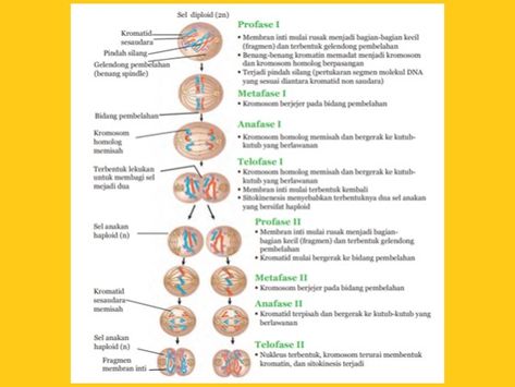 pembelahan meiosis pada sel Ipa, Biology, Quick Saves