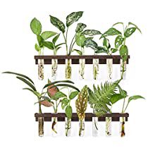 Check this out! Plant Propagation Wall, Propagation Wall, Bulb Vase, Elephant Planters, Glass Flower Vase, Plant Terrarium, Hydroponic Plants, Plant Propagation, Glass Flower Vases