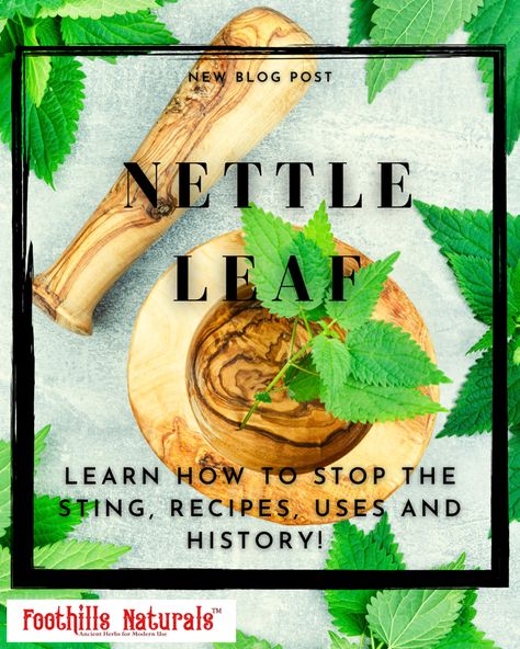 Nettle Recipes, Nettle Leaf, Stinging Nettle, Herbal Recipes, Allergy Relief, Infused Oils, Menstrual Cramps, Simple Recipes, Body Love