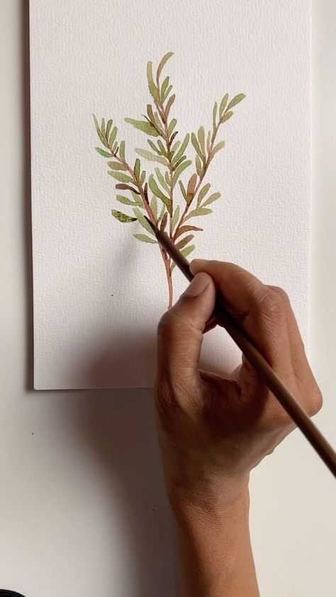 A beginner friendly watercolor painting ( of a sprig of rosemary ) today 🥰 painted with an inexpensive calligraphy brush ( link in bio to my storefront to purchase ) do tag me if you paint this 💚 #watercolortutorial #rosemary #rosemarytutorial | rashmithodkar | Andrew Gialanella · Steps Rosemary Painting, Rosemary Water, Body References, Calligraphy Brush, 10k Views, Brush Calligraphy, Watercolour Art, Water Colors, Body Reference