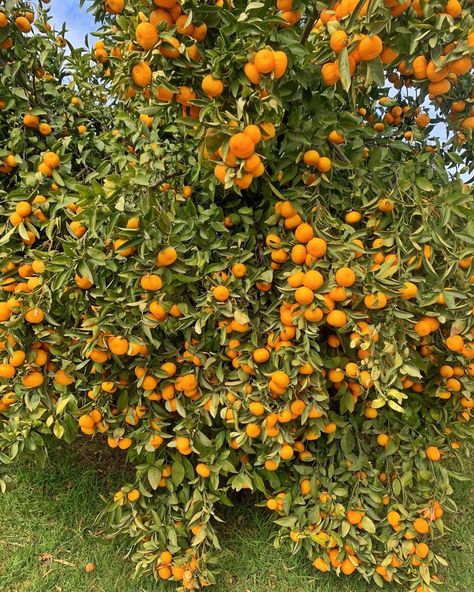 Underwood Family Farms on Instagram: “The tangerine trees at our 𝐒𝗼𝗺𝐢𝐬 farm are filled with fruit and ready to be harvested! 🧡🍊🧡 There is no admission to pick citrus at our…” Tangerine Tree, Permaculture Garden, Permaculture Gardening, Family Farm, Permaculture, Trees, Fruit, Plants, On Instagram