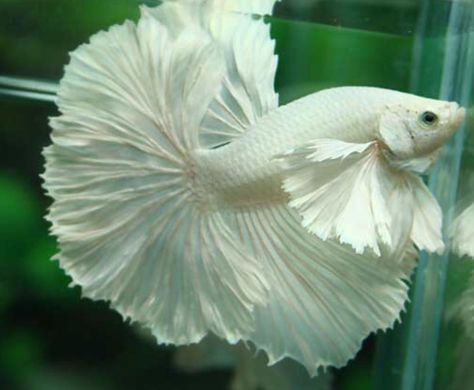 Super white platinum with dumbo ears Dumbo Ears, Gold Fish, Super White, Betta Fish, Goldfish, Koi, Fish Pet, Platinum, Fish