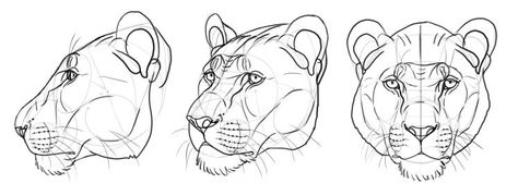 Lion Anatomy, Pencil Sketches Of Faces, Cat Face Drawing, Big The Cat, Realistic Animal Drawings, Parts Of The Nose, Lion Eyes, Head Anatomy, Head Base