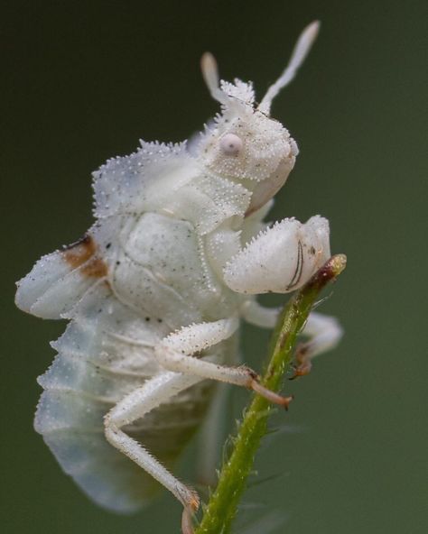 Ambush Bug, Insect Identification, Weird Insects, Macro Photography Insects, Pictures Of Insects, Cool Insects, Insect Photography, Beetle Insect, Cool Bugs