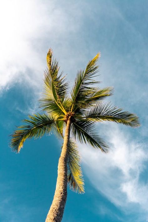 Coconut Palm Tree, Pine Island, Palm Trees Beach, Low Angle, Blue Backdrops, Beach Wallpaper, Tree Wallpaper, Tree Free, Coconut Tree