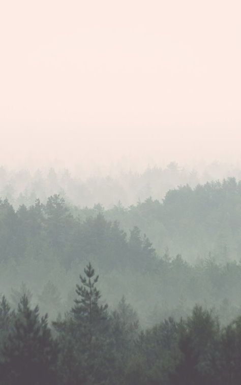 Pastel Ombre, Ombre Wallpapers, Forest Wall Mural, Forest Photos, Photo Mural, Foggy Forest, Latest Wallpapers, Peach And Green, Wallpaper Trends