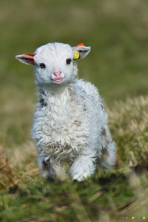 Fotografía de un borrego bebé corriendo por el pasto Regnul Animal, Baby Sheep, Lambada, Baby Animals Pictures, Baby Animals Funny, Cute Animal Pictures, Cute Creatures, Sweet Animals, Animal Photo