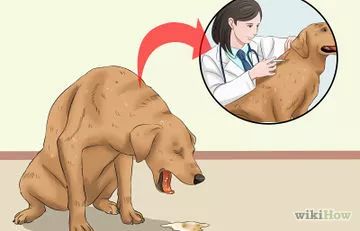 3 Ways to Treat Acid Reflux in Dogs - wikiHow Dog Throwing Up, Homemade Cat Toys, Turtle Pond, Aquatic Turtles, Pet Clinic, Dog Nails, Puppy Eyes, Acid Reflux, Animal Companions