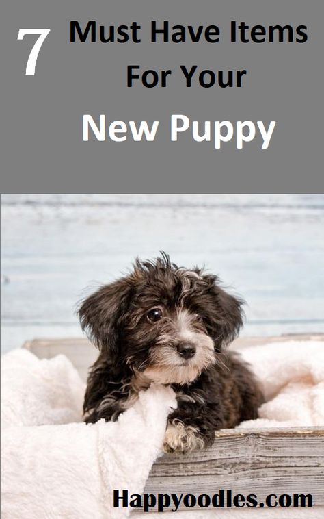 Puppy Schedule, Training A Puppy, Puppies Tips, Puppy Proofing, Puppy Sitting, Easiest Dogs To Train, Potty Training Puppy, Puppy Training Tips, Getting A Puppy