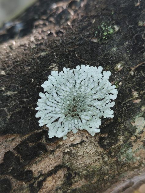 At the backyard, growing on a bark. It has a crusty and pale green appearance. This lichen spreads in a an almost-random pattern however, you can notice the root-like growth. The growth that occupies the all available space surrounding the center. Lichen can provide shelter for other organisms and for some serve as a food. Lichen On Rocks, Entangled Life, Tapestry Inspiration, Lichen Moss, Painting References, Plant Jewelry, Random Pattern, Novel Study, Vascular Plant