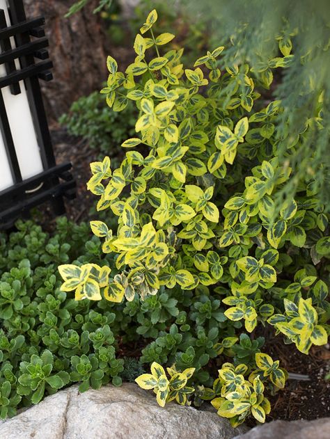 'Emerald n Gold' Wintercreeper. 'Emerald 'n Gold' wintercreeper is a wonderful evergreen for adding color to shaded areas of the garden. The rich green leaves are decorated with a broad yellow edge that takes on a pink or burgundy tinge in winter. If you plant it up against a wall, it may climb like a vine.   Size: To 4 feet tall, 3 feet wide  Zones: 5-9 Euonymus Fortunei, Colorful Shrubs, Landscaping Shrubs, Garden Shrubs, Evergreen Plants, Evergreen Shrubs, Fruit Garden, Rich Green, Garden Bed