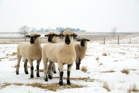 Shropshire sheep in the snow. Shropshire Sheep, Snow Animals, Grant Wood, Animal Reference, The Snow, Farm Animals, Goats, Sheep, Cow