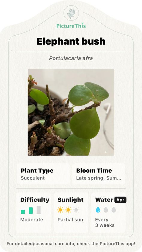 Explore the wonderful world of nature and add Elephant bush into your plant collection with the smart plant identifier app —— PictureThis! Elephant Bush Care, Elephant Bush, Bush Plant, Plants Outdoor, Plant Collection, Types Of Plants, Wonderful World, Plant Care, Wonders Of The World