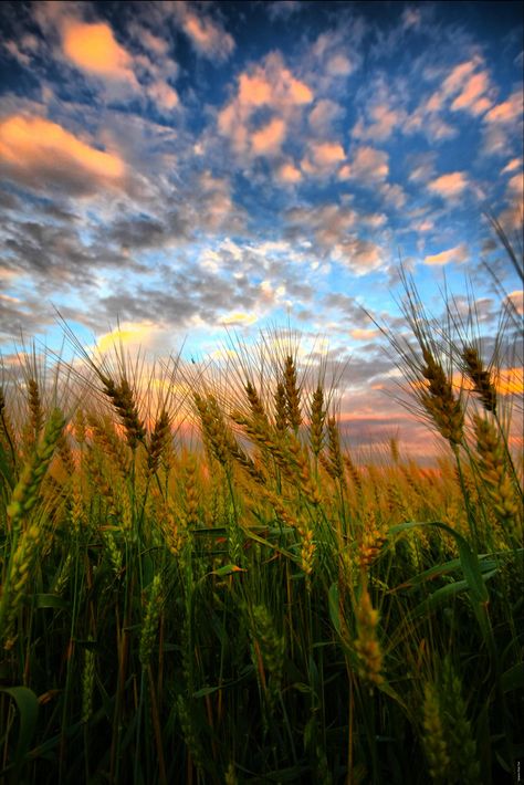 ~~Wheat Kings | sunset at the wheat fields, Maryhill, Ontario, Canada | by Paul Bruch~~ Clouds In The Sky, Nature Landscape, Country Life, Amazing Nature, Nature Pictures, Nature Photos, Belle Photo, Nature Beauty, Pretty Pictures