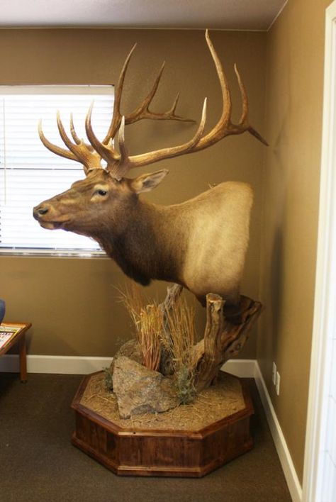 Elk pedestal mount - Google Search Elk Mount Ideas, Elk Taxidermy, Elk Mount, Deer Mount Decor, Deer Mount Ideas, Waterfowl Taxidermy, Trophy Ideas, Animal Mounts, Taxidermy Decor