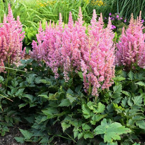 'Little Vision in Pink' - Chinese Astilbe - Astilbe chinensis | Proven Winners Astilbe Pink, Astilbe Chinensis, Nursery Trees, Border Plants, Outdoor Decorating, Woodland Garden, Garden Borders, Perennial Garden, Fragrant Flowers