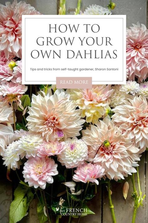 bunch of pale pink café au lait dahlias laid on a farm table Drip Hose, Planting Dahlias, Growing Dahlias, My French Country Home, Replant, French Garden, Grow Your Own, French Country House, Garden Center