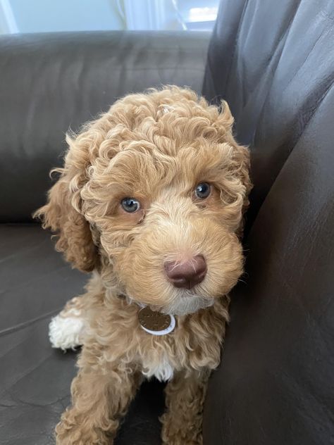 Blue eyed girl  Labradoodle #doodle #puppies #labradoodle Puppies Labradoodle, Schnoodle Puppy, Blue Eyed Girl, Labradoodle Puppies, Doodle Puppies, Blue Eyed Girls, Labradoodle Puppy, Dream Dog, Blue Eyed