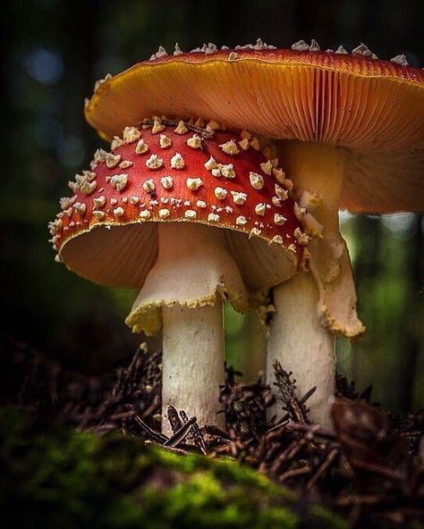 Amanita Muscaria, In The Forest, The Forest, Close Up, Forest, Yellow, Red, White, Instagram