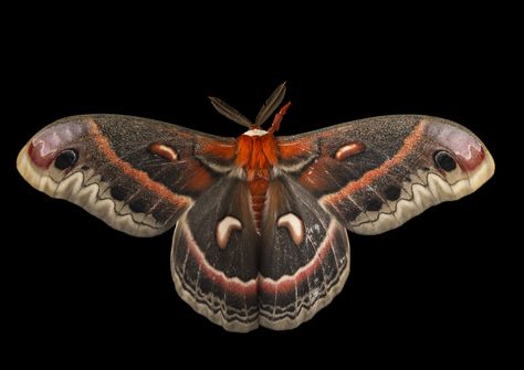 Cecropia moth (Hyalophora cecropia), Minnesota Zoo. Hercules Moth, Cecropia Moth, Large Moth, Pink Moth, Moth Species, Atlas Moth, Joel Sartore, National Geographic Photographers, Fake Eye