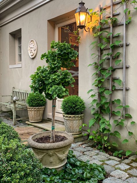 California Garden Design, Courtyard Plants, Parterre Garden, Townhouse Garden, Boxwood Garden, Small Courtyard Gardens, Front Courtyard, Casa Country, Summer Patio