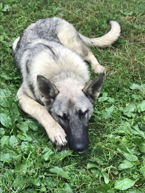 Langqing Dog, Japanese Wolf Blue, Japanese German Shepherd, Japanese Wolf Green, Wolf Gray, Wolf Green Gray German Shepherd, Japanese Wolf, Dog Japanese, Green Wolf, Gray Wolf, Water Dog, Dog Sledding, German Shepherd, Dog Breeds