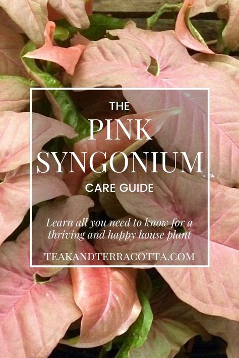 Pink Syngonium Care Guide Syngonium Care, Pink Syngonium, Arrowhead Plant, Plant Care Houseplant, Pink Plant, Variegated Plants, House Plant Care, Perfect Plants, House Plants Indoor